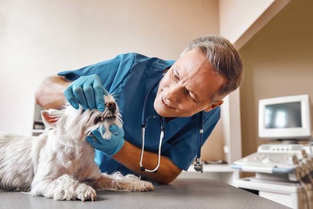 Best Pediatric Emergency Dentist in Bargersville, IN